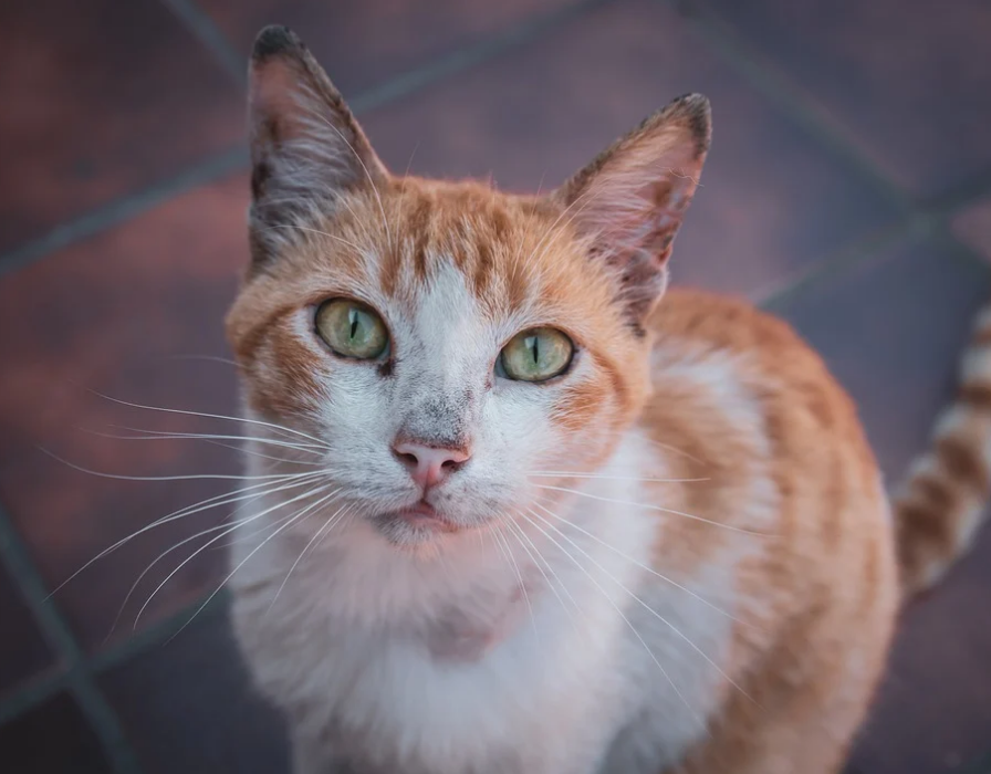 为了让自己有个家，流浪猫可以多努力？