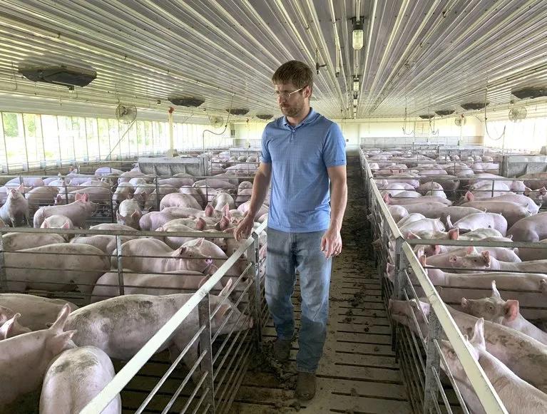 中国都在买买买了,为什么美国猪农还要给猪安乐死 