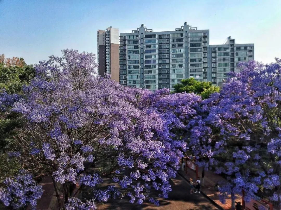 人间最美四月天,昆明蓝花楹已开好,可缓缓赏矣