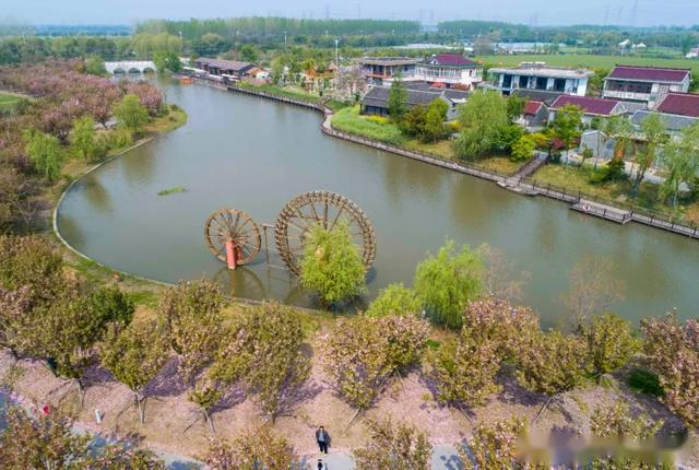 微姜堰三水街道人间四月天赏樱最佳时