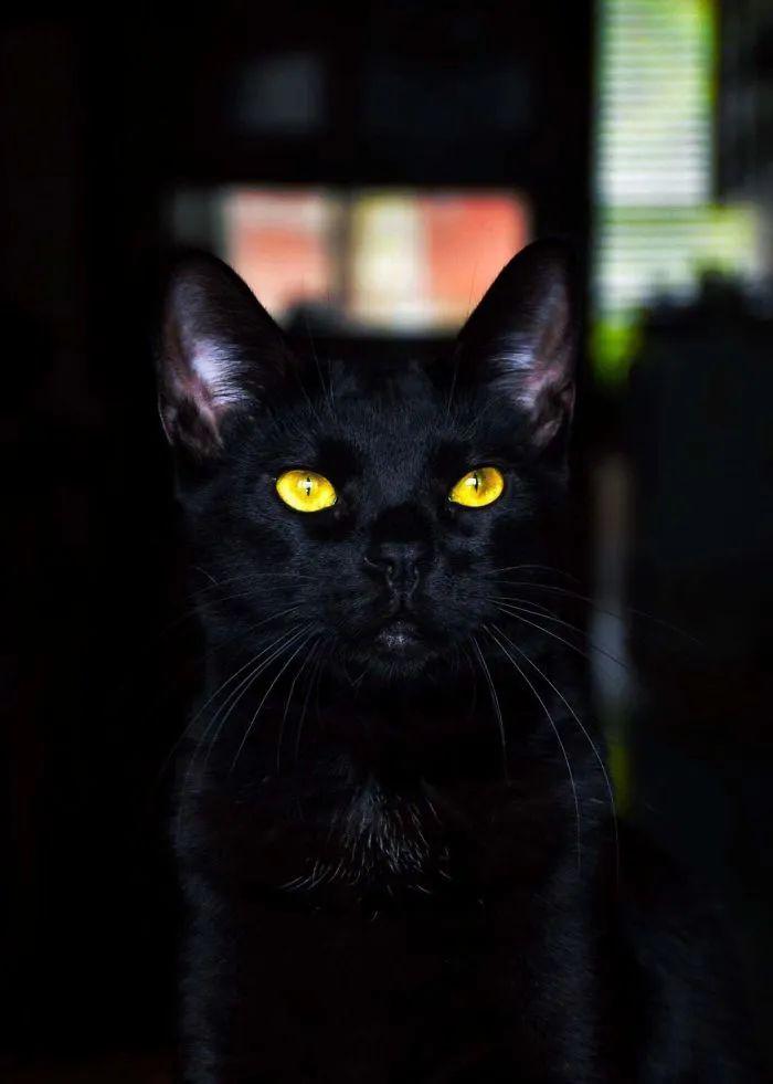 古拉尔黑猫图片