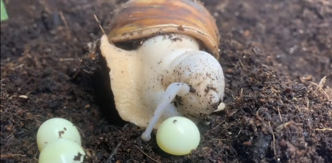 甚至还有人说:「我一直以为蜗牛是下雨天用雨水做的.