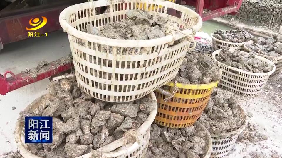 阳西红光村:蚝苗投放倍增