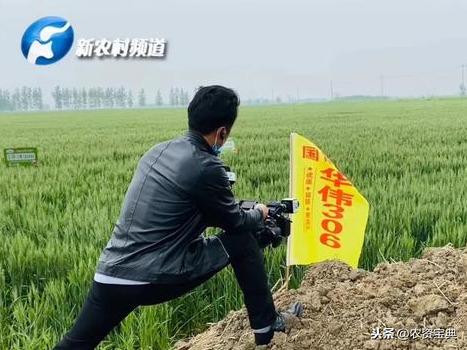 华伟305优质强筋超高产未来小麦发展的必然趋势