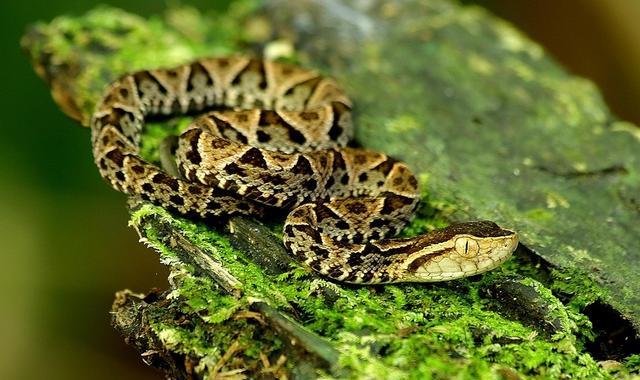 终极蝮蛇粗鳞矛头蝮高度危险的蛇类见到就要躲开