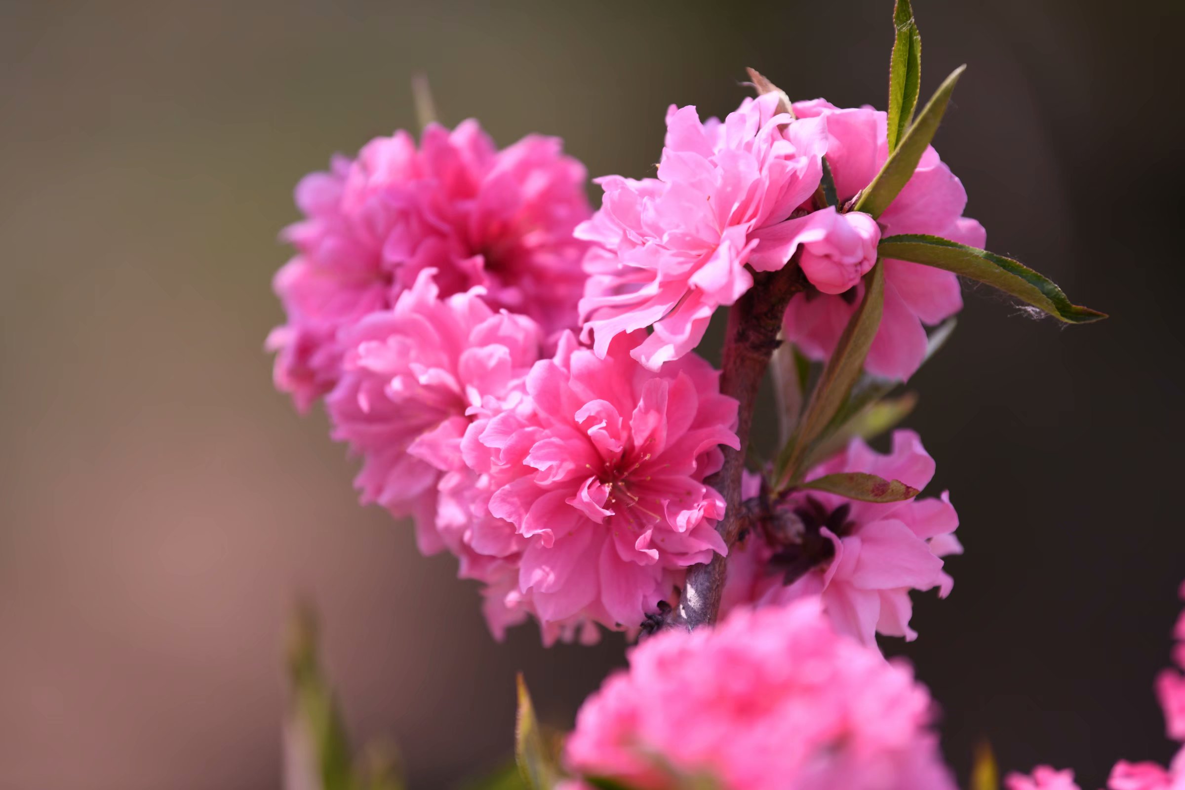 春天花儿开健康幸福来2020春天的故事