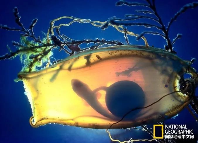 海洋之窗丨真正的海洋之王鲨鱼