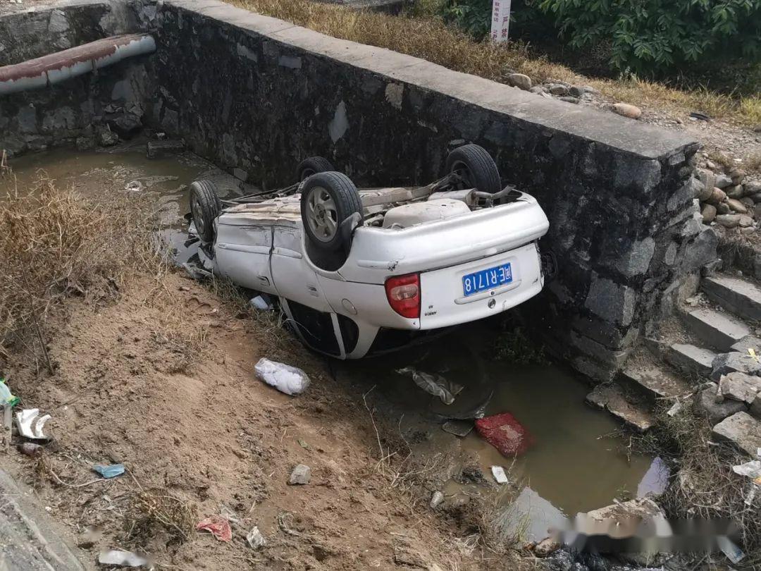 長泰萬畝李園結出綠寶石一時分心車翻溝裡駕駛員和乘客被困車中