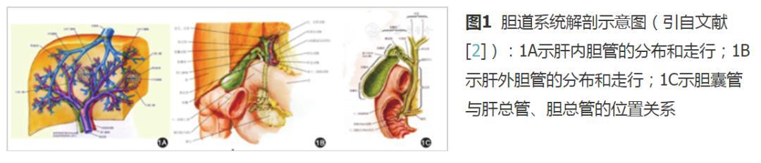 膽道系統臨床應用解剖與外科手術技術