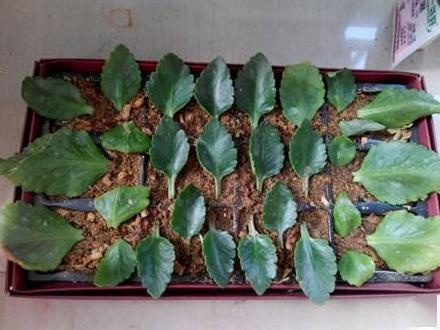 可以叶插的4种花卉叶子放盆上7天冒出根40天长成小盆景