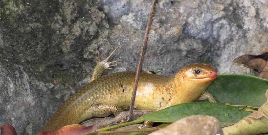在邵阳有一种蛇叫猪婆蛇你小时候抓过吗