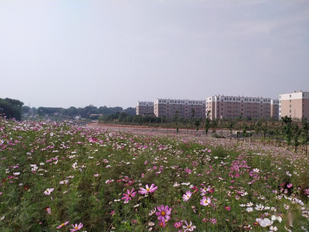 "疫"散花开 大美水冶│走进珠泉河畔,享受醉人春色