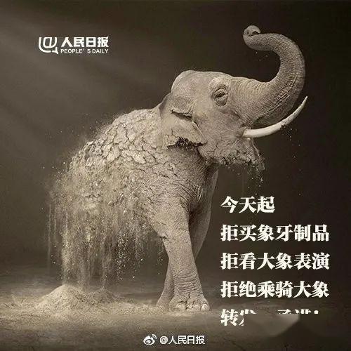 保护象牙的公益广告语图片