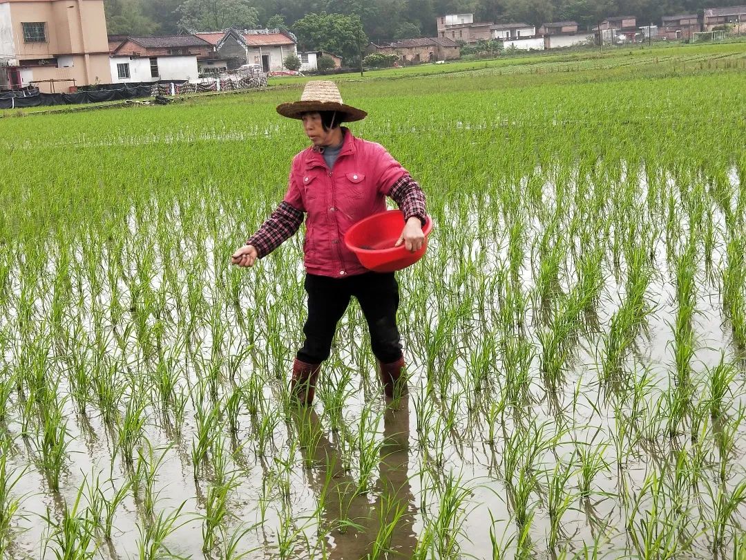 在家种植水稻图片大全图片