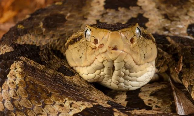 终极蝮蛇粗鳞矛头蝮高度危险的蛇类见到就要躲开