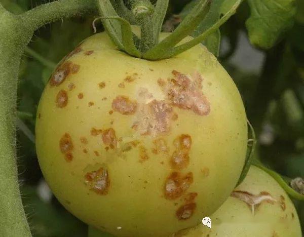 番茄细菌性斑疹病图片