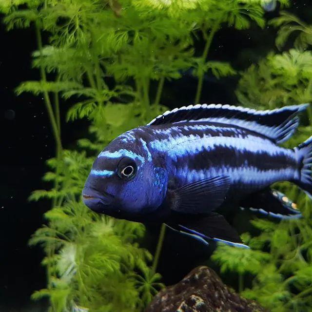 慈鲷的繁殖_鱼苗