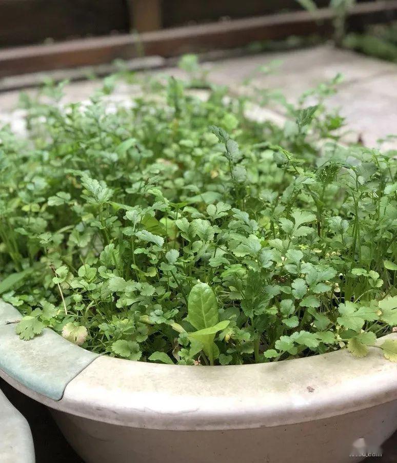 这些都种了,葱啊大蒜啊香菜啊肯定少不了.家里孩子小时候的浴盆种的.