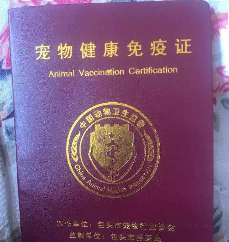 猫咪火车托运指南:15个常见问题全解答_宠物