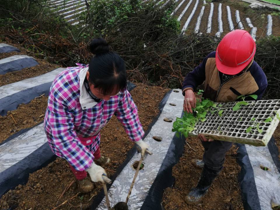 武隆区白云乡:烤烟移栽工作全面起动