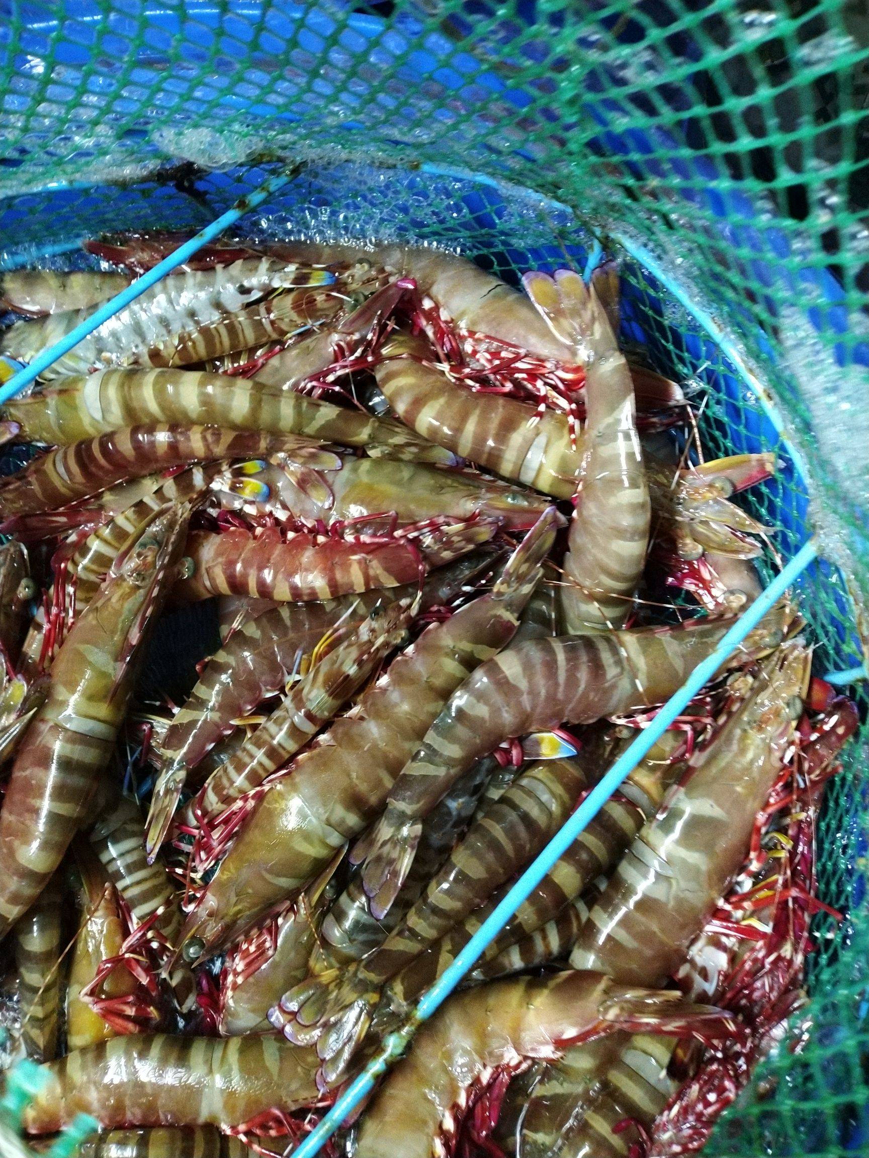 15~24厘米,外壳薄但是比较硬,虾壳上一般有略微微红或蓝色的小斑点,虾