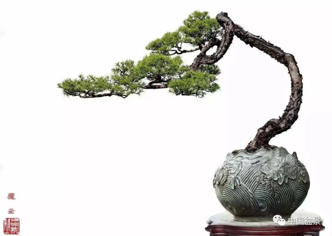 曲能有诚读韩学年几件山松盆景