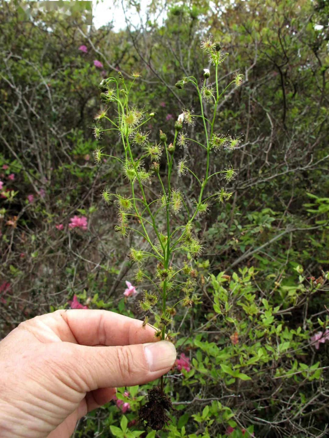 光萼茅膏菜神奇的食虫植物