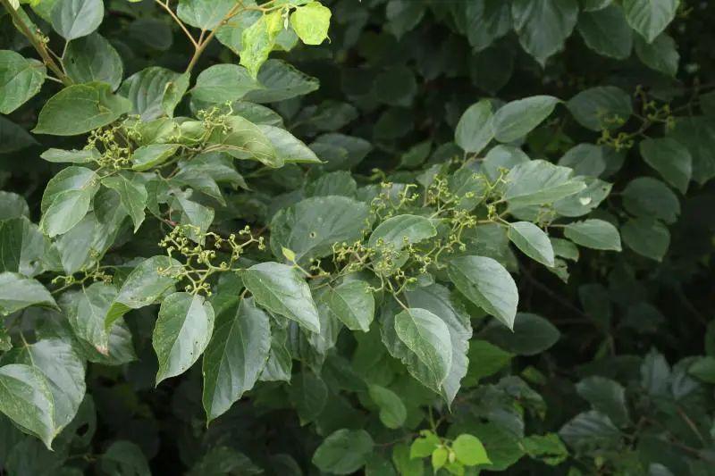 到了半路,有两个卖枳椇子的商贩要搭船同行.