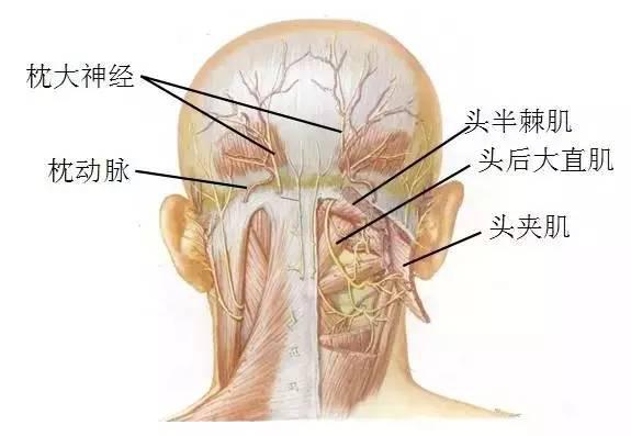 枕动脉痛图片