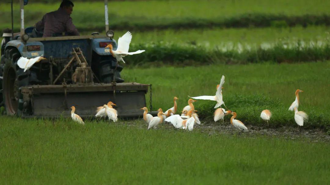 "人来鸟不惊"的画中景致,阳江有现实版!_拖拉机