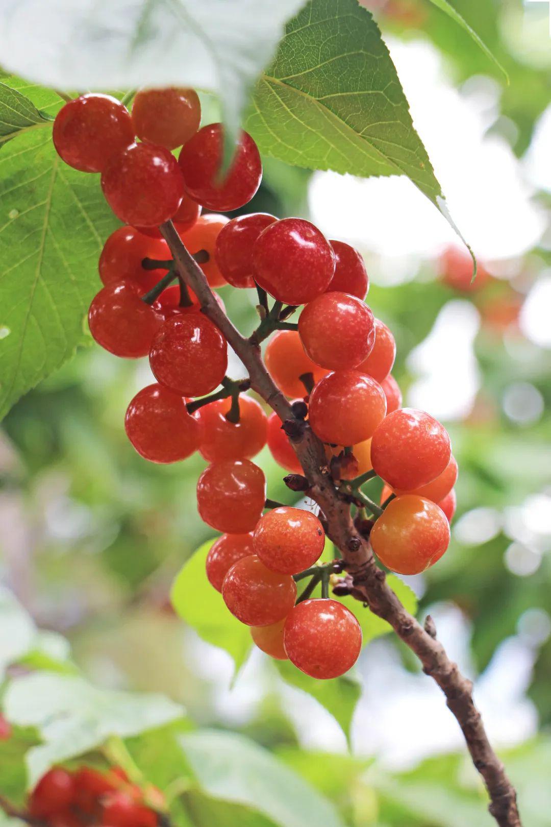 "月城"水果进军"魔都",西昌樱桃大放异彩!