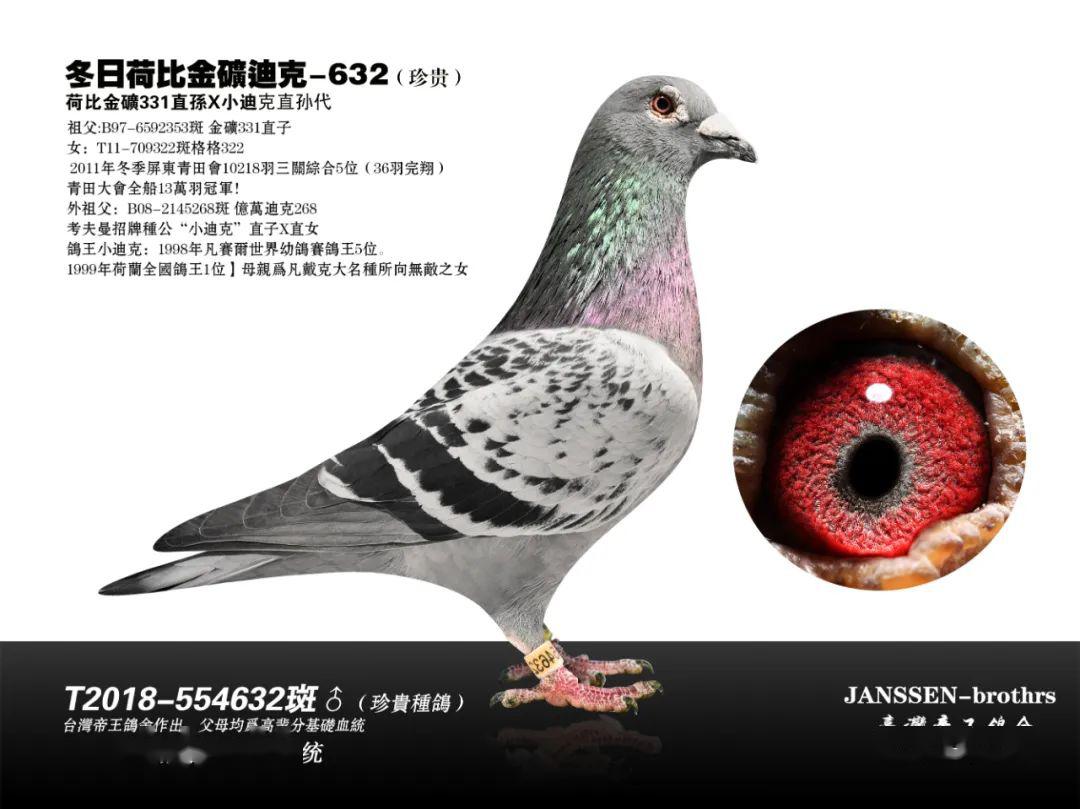 詹森兄弟八大种鸽之一永不褪色的冬日男孩919