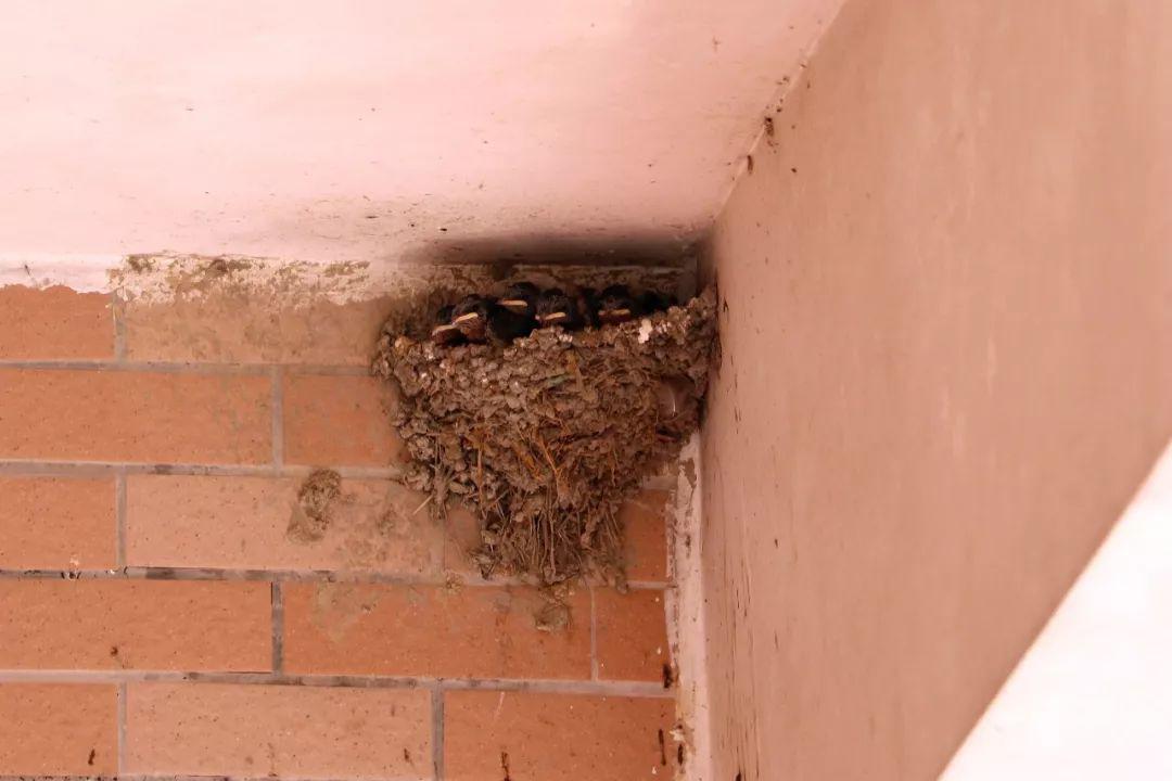 第51个世界地球日一起走进社区制作燕巢地图