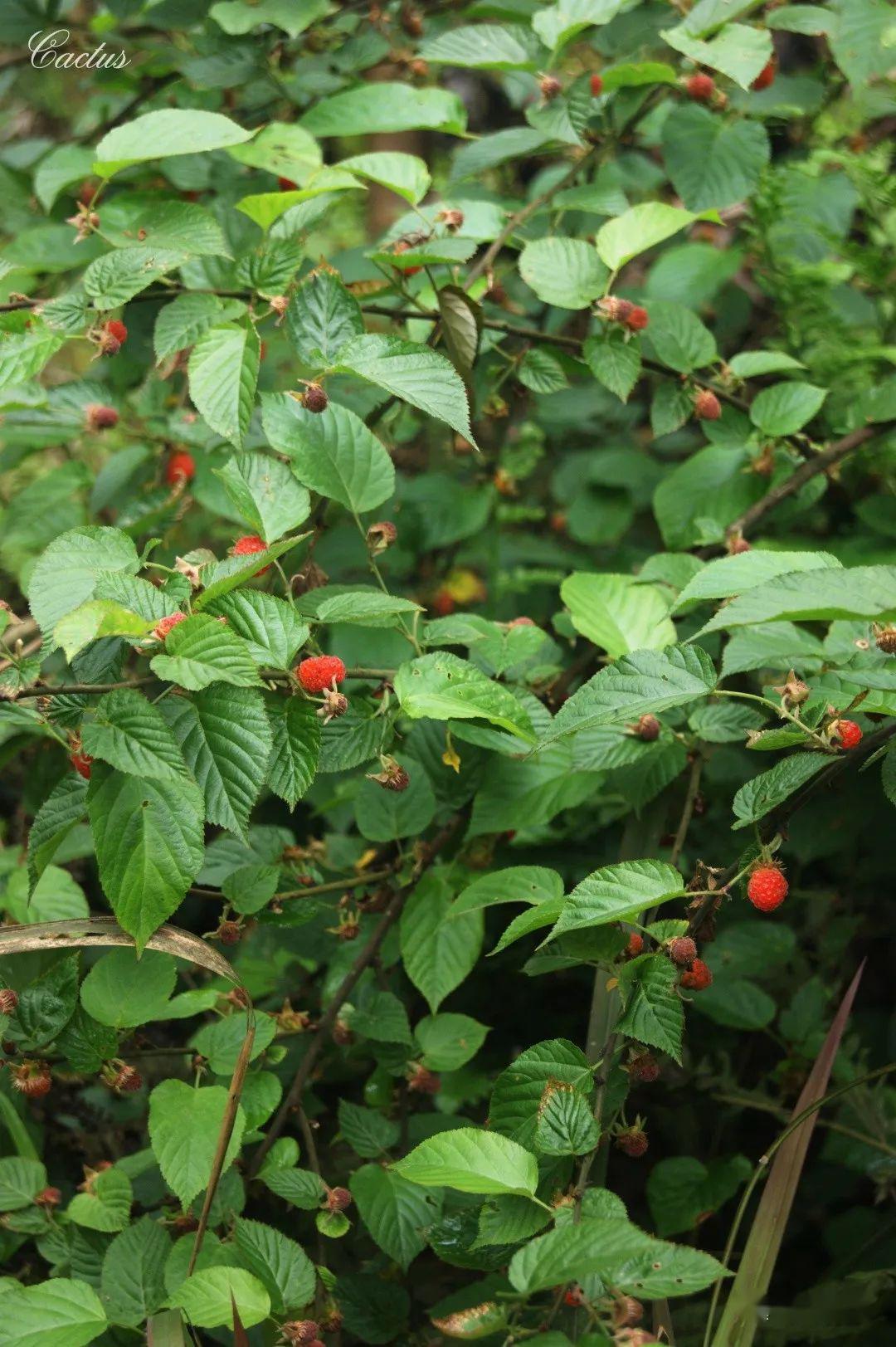 秀山又到了红萢成熟的季节你还记得这种8090后童年最爱的野果吗