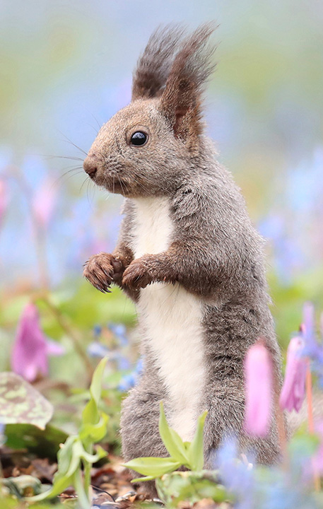 捕捉春天里的小可爱 北海道小松鼠探头探脑看花花