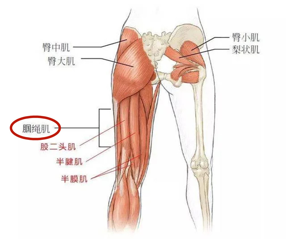 大腿部结构图解剖图图片