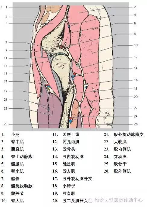 髖關節mr詳細圖譜