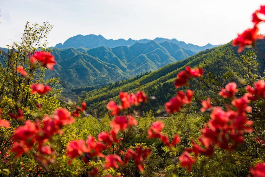 这个地方漫山遍野红杜鹃美炸了
