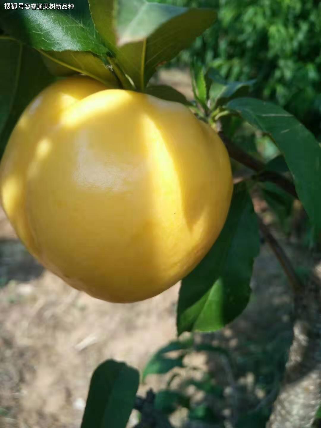 中油21桃苗"七大"特点