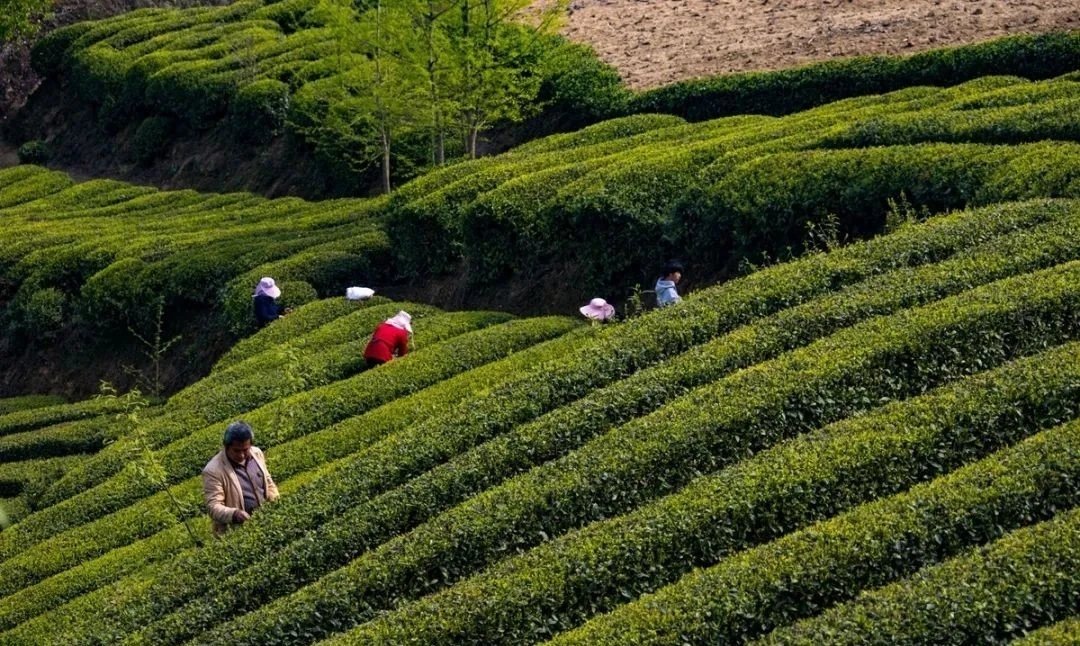 首屆陝西網上茶博會產地行活動啟動 