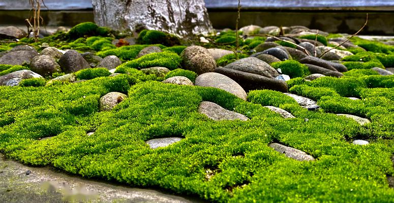 青苔之美_苔藓