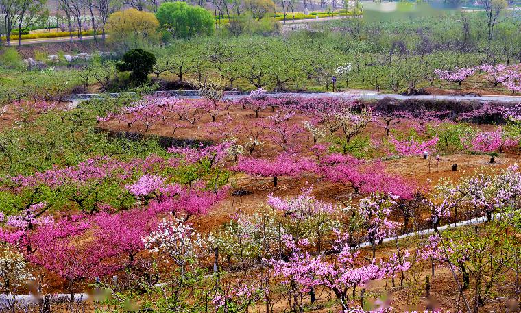 初见威海春暖花开山间花香绿意是春天最美的模样