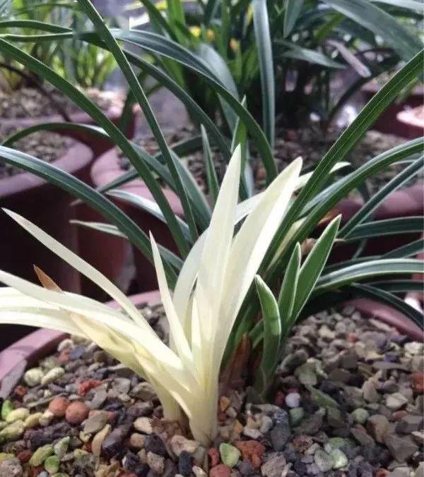 这种"白秧"在兰花中也偶有出现,表现为兰花叶片出现纯白色或白里带黄