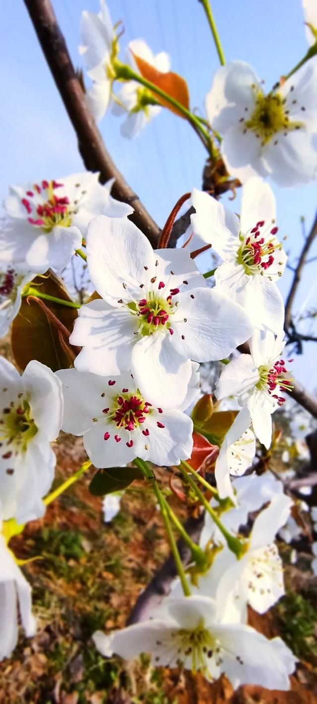 迁安城外探寻百花深处