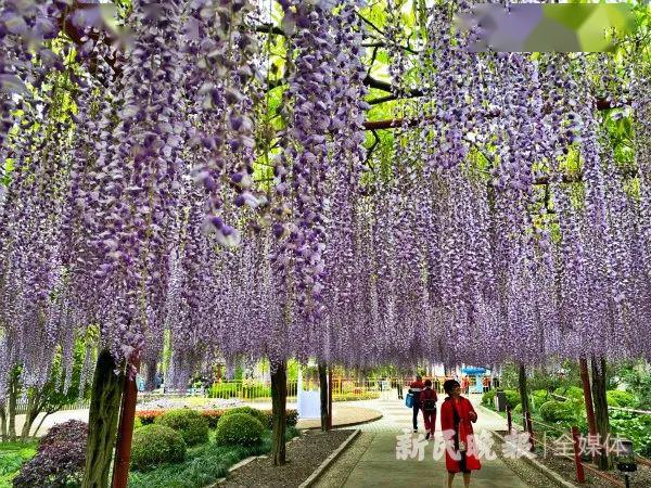 為幫日本老人圓夢嘉定紫藤園舉行了一場直播雲賞花