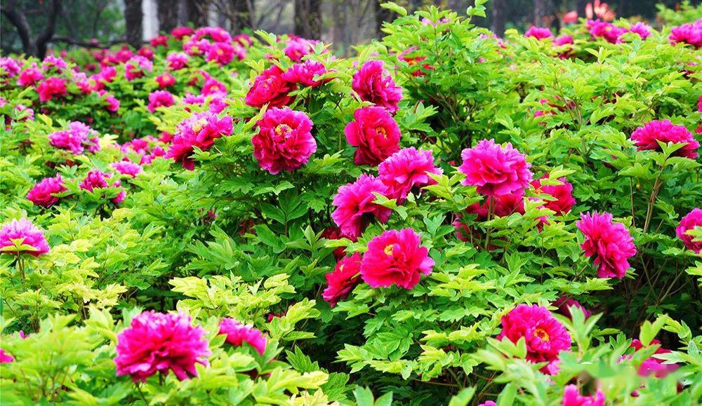 惊艳青州牡丹极致拍摄太美了