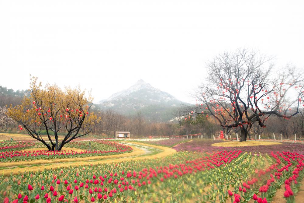 初见威海春暖花开山间花香绿意是春天最美的模样