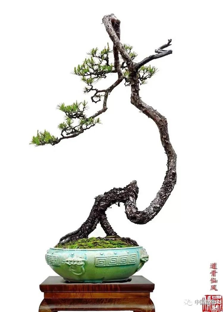 曲能有诚读韩学年几件山松盆景