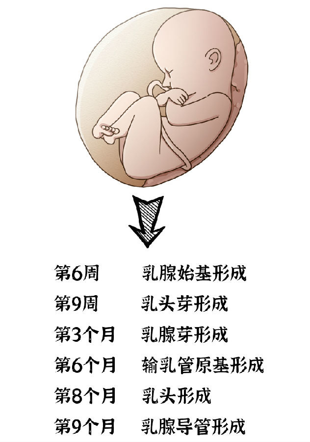 乳房发育全过程图解图片