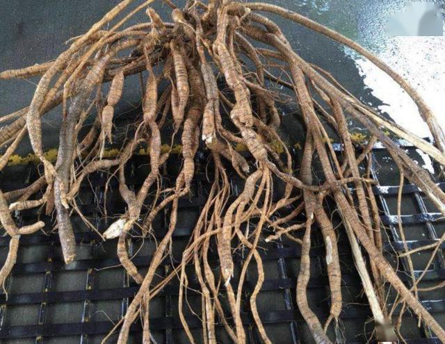 在野外,有"1种植物"珍贵,根茎100厘米长,被称为"牛大力"